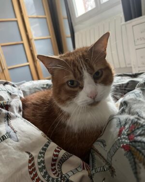 Constance Pittard Instagram - Jean Guy est parti cet après midi au paradis des petits chats.
Ce fut un compagnon merveilleux qui m’a accompagnée pendant 14 ans et qui fera partie à jamais d’une partie de ma vie et de mes souvenirs avec son vilain petit caractère bien trempé comme sa maîtresse… Il va terriblement me manquer mais c’est comme ça paraît-il quand on a des petits animaux exceptionnels 🖤