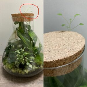 Constance Pittard Instagram - Plante réfractaire au confinement?? 135€ d’amende!! Non mais 😐
