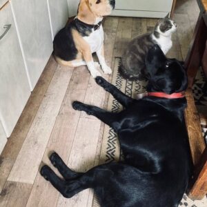 Constance Pittard Instagram - Journée mondiale du chien, et des chats qui se prennent pour des chiens 🤭🤫