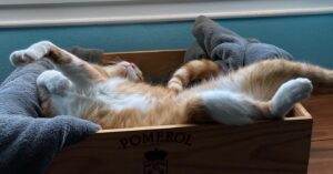 Constance Pittard Instagram - Niveau de décontraction maximum 🐈 🧘‍♀️