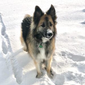 Corrine Koslo Instagram - Lola my snow dog.
#turnoutfirstposition#dogsandsnow#dogssavelives#thisdogsavesme
