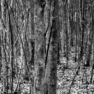 Corrine Koslo Instagram - The woods. #noir
