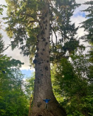 Cortney Palm Instagram - The Graceful Giant whisper words of wisdom - 
Be patient 
Stay rooted
Reach for the light
Be uniquely you
.
World’s largest 1,000 year old Spruce tree
.
Thank you tree for an incredible hug.
.
Om 🕉️
.
Please be kind to, and protect trees, they are our fellow earthlings and ancestors. 
.
#olympicnationalpark #tree #nature #gianttree #washington #earth #art