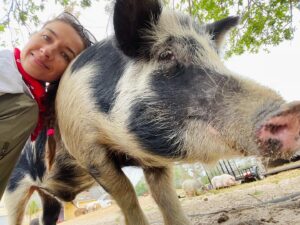 Cortney Palm Instagram - Today was my last day volunteering w/ @littlebearsanctuary as I am moving four hours away (I’ll still visit & may even join their development committee!) I’m going to miss all these beautiful souls. May we all turn towards a more compassionate way of living, by respecting all life & honoring the soul within. I am so grateful for my experience this year on the sanctuary! Even more grateful for all the donations, and all my fans who also helped support the sanctuary Especially after the recent hurricane! I will miss all these beautiful beings, they each had such fun, and unique personalities. - one love
.
.
.
.
.
#littlebearsanctuary #animalrescue #alllivesmatter #onelove #cutepig #cutecow #piglet #disney #donkey #fiona NOT #bacon