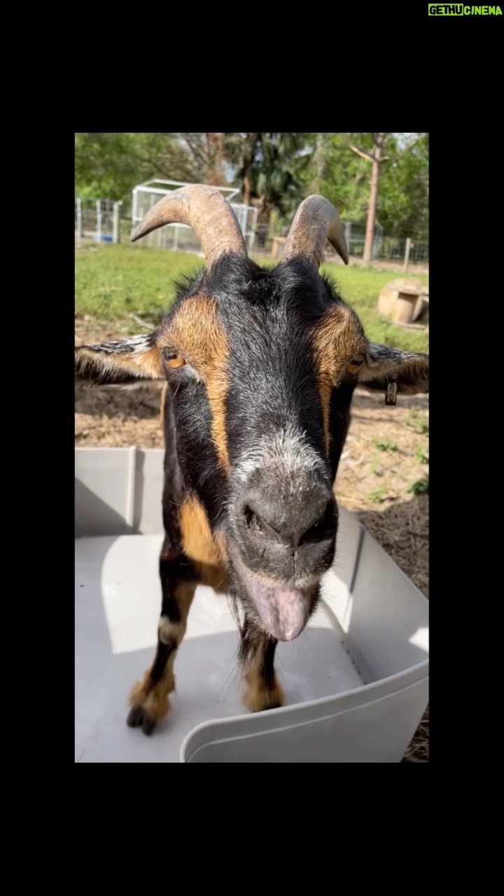 Cortney Palm - 61 Likes - Damn goats wouldn’t let me get any work done today! Jacky the black goat says “I’m not the one you should f*ck with” bahahaha😂 @littlebearsanctuary - grateful for all the donations for these new shelters after #hurricaneIan
.
.
.
.
.
#volunteer #littlebearsanctuary #goats #goat #sanctuary #funnyanimals #foryou #funny #building