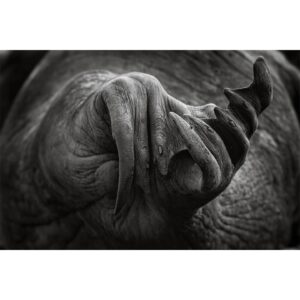 Cory Richards Instagram - Walrus, Franz Josef Land, Russia.