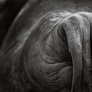 Cory Richards Instagram - Walrus, Franz Josef Land, Russia.