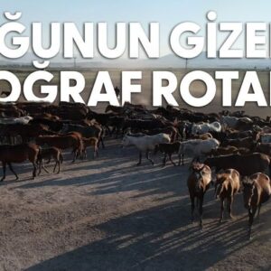 Coşkun Aral Instagram - Sayısız sürprize sahip Anadolu’yu fotoğraf kadrajında keşfetmek bambaşka bir deneyim. Yıllarca çizdiğim fotoğraf rotalarını şimdi sizlerle de paylaşmak için Tamer Günal’la yola düştük.

Kemaliye’de #KaranlıkKanyon’u, Erciş’te İnci Kefali göçünü, Doğubayazıt’ta #AğrıDağı’nı, Sarıkaya’da Roma Hamamı’nı, #Kayseri’de Yılkı Atları’nı, #Nevşehir’de #Kapadokya’yı gördük ve kapanışı Tuz Gölü’yle yaptık.Bu görsel ziyafet bizi yepyeni fotoğraf rotaları için heyecanlandırdı.İzlerken sizi de heyecanlandıracağına eminim.

Videonun tamamı şimdi Youtube’da #CoşkunAralAnlatıyor kanalında.