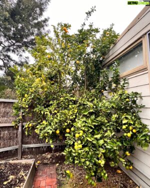 Costa Georgiadis Instagram - There something I find incredibly rewarding about pruning fruit trees and at this time of the year its perfect to do a late summer -ish prune in mid autumn. I was talking about this to Alice Zaslavsky on what is our regular sat morning yarn on @abcmelbourne.  ThIs lemon tree is down in Melbourne and after what has been a fairly wet summer there is a lot of new growth and even fruit but it was a good time to take off as you can see a lot of the branches that had grown over the roof height onto the roof and were brushing up against the house. I didn’t want to go too hard because there’s still a lot of fruit on the tree and it is not a structural prrune that would take off a lot of the fruit bearing branches for next year. Take this task as a bit of a trim on what is a tree that I won’t give a big prune to for a couple of years. I love lemons and I love pruning them to see the way they respond. There’s a whole basket full of lemons off the prunings  along with about another 60 or 70 on the tree so I’m going to juice these and freeze them into cubes. Thank you Lemon tree for being such a provider.  #lemontree #backyardfruittrees #growitlocal
