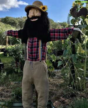 Costa Georgiadis Instagram - So today I came across this Costa crow which has been part of the @veggie.village4573  community garden on the sunshine coast at Perigean Beach. He is certainly a big talk unit and Im told that he gets renovated , and upgraded quite regularly by his creator Simone Gillan. Its such a genuine treat to see scarecrows bring fun and creativity to gardens large and small. Fun in the garden  spreads love  via  the he(Art)ery.