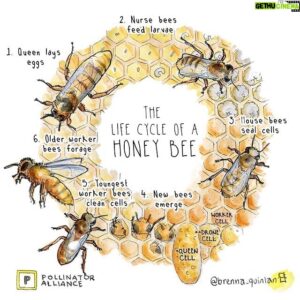Costa Georgiadis Instagram - May the 20th is #WorldBeeDay! We recorded this song called ‘Easy on the Bees’ on our latest album Micro Biome to celebrate all of the things that bees do, not just for humans, but the whole planet. They’ve been getting a hard time over the last few decades with deforestation, excessive chemical use and plain old overwork, so for our own good and the good of life on Earth, let’s all go a bit easy on the bees, eh? And don’t forget to have a happy World Bee Day!

Illustration by @brenna_quinlan for @pollinatorallianceau 
#WorldBeeDay2024 #Bees #Bee #BeeSong