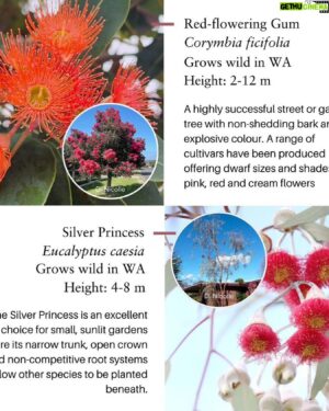 Costa Georgiadis Instagram - Just wanted to let you know that National Eucalypt Day is coming up next Saturday (23rd March), and voting for the Eucalypt of the Year will be closing this Wednesday night). 

This years theme for the eucalypt of the year is all about our urban eucalyptus, those fellow residents that share our suburbs, our streets, our parks, and our urban bushland. Their role only gets Moren more important and national eucalypt month is a chance to recognise and celebrate this uniquely Australian species of tree that is all around us.

Everything you need to vote is in the link just here. Keep an eye out for a live broadcast next weekend when we will announce this year’s winner.

https://www.eucalyptaustralia.org.au/eucalypt-of-the-year-2024/