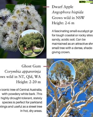 Costa Georgiadis Instagram - Just wanted to let you know that National Eucalypt Day is coming up next Saturday (23rd March), and voting for the Eucalypt of the Year will be closing this Wednesday night). 

This years theme for the eucalypt of the year is all about our urban eucalyptus, those fellow residents that share our suburbs, our streets, our parks, and our urban bushland. Their role only gets Moren more important and national eucalypt month is a chance to recognise and celebrate this uniquely Australian species of tree that is all around us.

Everything you need to vote is in the link just here. Keep an eye out for a live broadcast next weekend when we will announce this year’s winner.

https://www.eucalyptaustralia.org.au/eucalypt-of-the-year-2024/