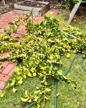 Costa Georgiadis Instagram - There something I find incredibly rewarding about pruning fruit trees and at this time of the year its perfect to do a late summer -ish prune in mid autumn. I was talking about this to Alice Zaslavsky on what is our regular sat morning yarn on @abcmelbourne.  ThIs lemon tree is down in Melbourne and after what has been a fairly wet summer there is a lot of new growth and even fruit but it was a good time to take off as you can see a lot of the branches that had grown over the roof height onto the roof and were brushing up against the house. I didn’t want to go too hard because there’s still a lot of fruit on the tree and it is not a structural prrune that would take off a lot of the fruit bearing branches for next year. Take this task as a bit of a trim on what is a tree that I won’t give a big prune to for a couple of years. I love lemons and I love pruning them to see the way they respond. There’s a whole basket full of lemons off the prunings  along with about another 60 or 70 on the tree so I’m going to juice these and freeze them into cubes. Thank you Lemon tree for being such a provider.  #lemontree #backyardfruittrees #growitlocal