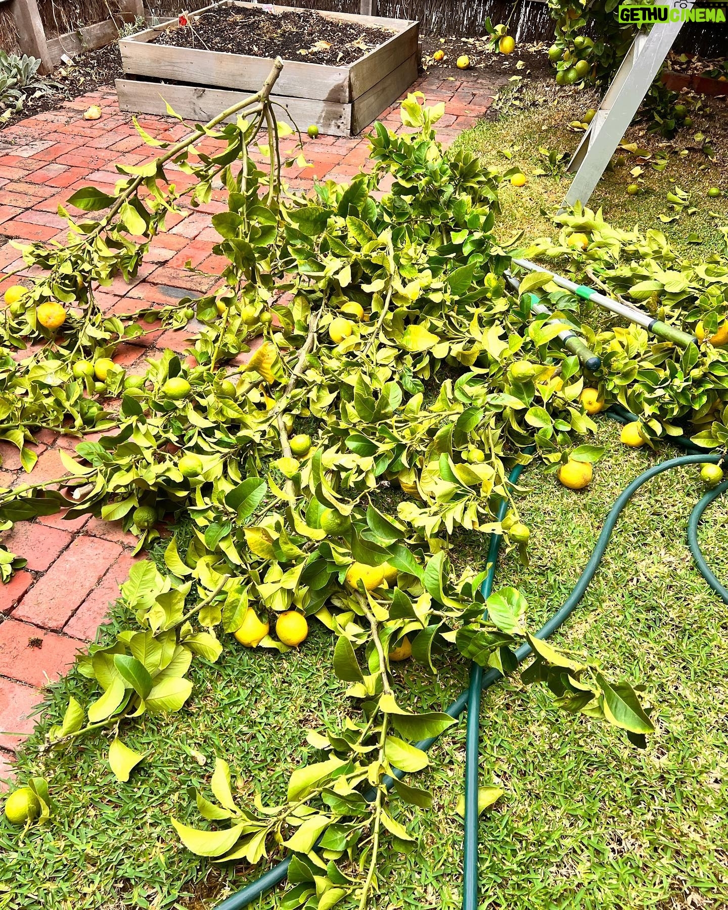 Costa Georgiadis - 1.1K Likes - There something I find incredibly rewarding about pruning fruit trees and at this time of the year its perfect to do a late summer -ish prune in mid autumn. I was talking about this to Alice Zaslavsky on what is our regular sat morning yarn on @abcmelbourne. ThIs lemon tree is down in Melbourne and after what has been a fairly wet summer there is a lot of new growth and even fruit but it was a good time to take off as you can see a lot of the branches that had grown over the roof height onto the roof and were brushing up against the house. I didnāt want to go too hard because thereās still a lot of fruit on the tree and it is not a structural prrune that would take off a lot of the fruit bearing branches for next year. Take this task as a bit of a trim on what is a tree that I wonāt give a big prune to for a couple of years. I love lemons and I love pruning them to see the way they respond. Thereās a whole basket full of lemons off the prunings along with about another 60 or 70 on the tree so Iām going to juice these and freeze them into cubes. Thank you Lemon tree for being such a provider. #lemontree #backyardfruittrees #growitlocal