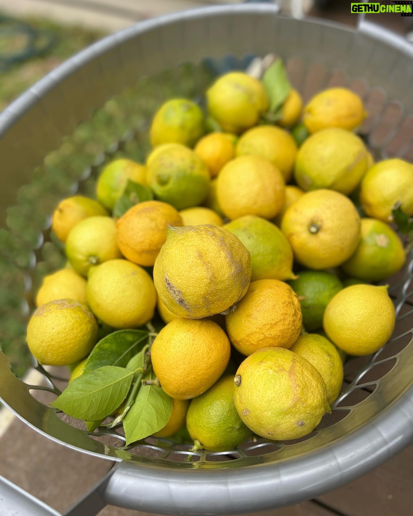 Costa Georgiadis - 1.1K Likes - There something I find incredibly rewarding about pruning fruit trees and at this time of the year its perfect to do a late summer -ish prune in mid autumn. I was talking about this to Alice Zaslavsky on what is our regular sat morning yarn on @abcmelbourne. ThIs lemon tree is down in Melbourne and after what has been a fairly wet summer there is a lot of new growth and even fruit but it was a good time to take off as you can see a lot of the branches that had grown over the roof height onto the roof and were brushing up against the house. I didnāt want to go too hard because thereās still a lot of fruit on the tree and it is not a structural prrune that would take off a lot of the fruit bearing branches for next year. Take this task as a bit of a trim on what is a tree that I wonāt give a big prune to for a couple of years. I love lemons and I love pruning them to see the way they respond. Thereās a whole basket full of lemons off the prunings along with about another 60 or 70 on the tree so Iām going to juice these and freeze them into cubes. Thank you Lemon tree for being such a provider. #lemontree #backyardfruittrees #growitlocal
