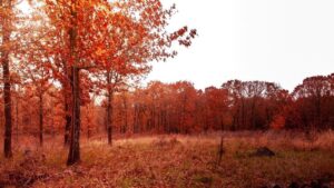 Courtney Bandeko Instagram - Homesick. 
Photo Cred: my daddy 
#missouri