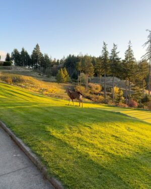 Craig McMorris Instagram - Great day for it. 
🐻 ⛳️=🤠

@mikeyciccarelli and I were lucky enough to play one of Canada's most beautiful courses with one of the kindest and most talented humans out there.  The slinger king!!!! @macbouchergolf thanks for hosting us and thanks for the fantastic day. 
📸 @tiffanigolfs
