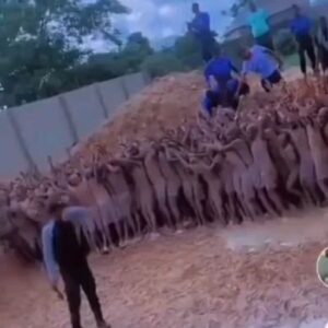 Cristián Contreras Radovic Instagram - ¿MERECE LA HUMANIDAD OTRO DILUVIO?
⚠️ El video muestra la vida de niños obligados a trabajar en África 🌍 y hombres lobos del hombre.

👉 Paz y libertad para todos 💛

✅️ #DocFiles 🌏🌎