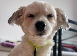 Cristina do Rego Instagram - KW 15: darf die spannenden sachen nicht posten- also gibts viel hund und süße früchtchen 🍇