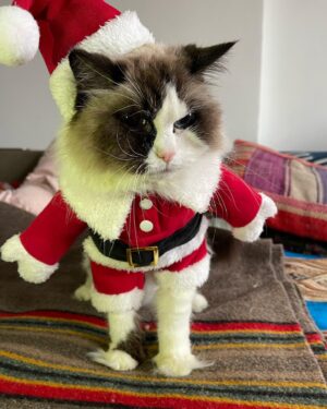 Crystal Moselle Instagram - Our baby has left us.  Isobel 95 years old.  Mostly the warmest heart. A total cunt the rest of the time.  But she is a cat so it’s within her nature.  Oh Isobel we love you so much.  Hearts are broken over here for this beautiful angel.