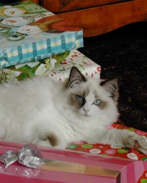 Crystal Moselle Instagram - Our baby has left us.  Isobel 95 years old.  Mostly the warmest heart. A total cunt the rest of the time.  But she is a cat so it’s within her nature.  Oh Isobel we love you so much.  Hearts are broken over here for this beautiful angel.