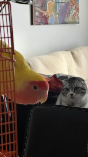 Cüneyt Mete Instagram - 🦜
#birdlovers #catlover