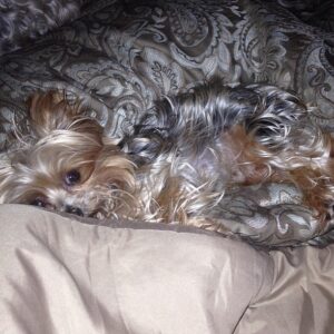 Cynthia Rodriguez Instagram - He blends in with my sheets lol! #iloveanimals #Logan