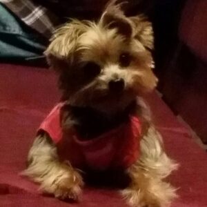 Cynthia Rodriguez Instagram - My baby Logan 🐶