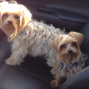 Cynthia Rodriguez Instagram - Having fun with my babies lol! #iloveanimals