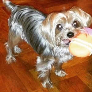 Cynthia Rodriguez Instagram - My baby 🐶