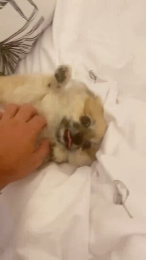 Cyril Hanouna Instagram - Un dimanche avec ma Nala ! 🧡🐶