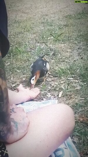 Dag-Alexis Kopplin Instagram - Per Du mit der Natur … vor allem mit Enten 🤝

(P.s. Dies scheint eine Kreuzung aus Stock- und Mandarinente zu sein, von der man lange dachte, dass es sie gar nicht geben könnte. Aber, das Leben findet einen Weg. #jurassicdag)

#dagwingdag #aufentspanntmitjederkreatur #entendergerechtigkeit #vonentenundmenschen