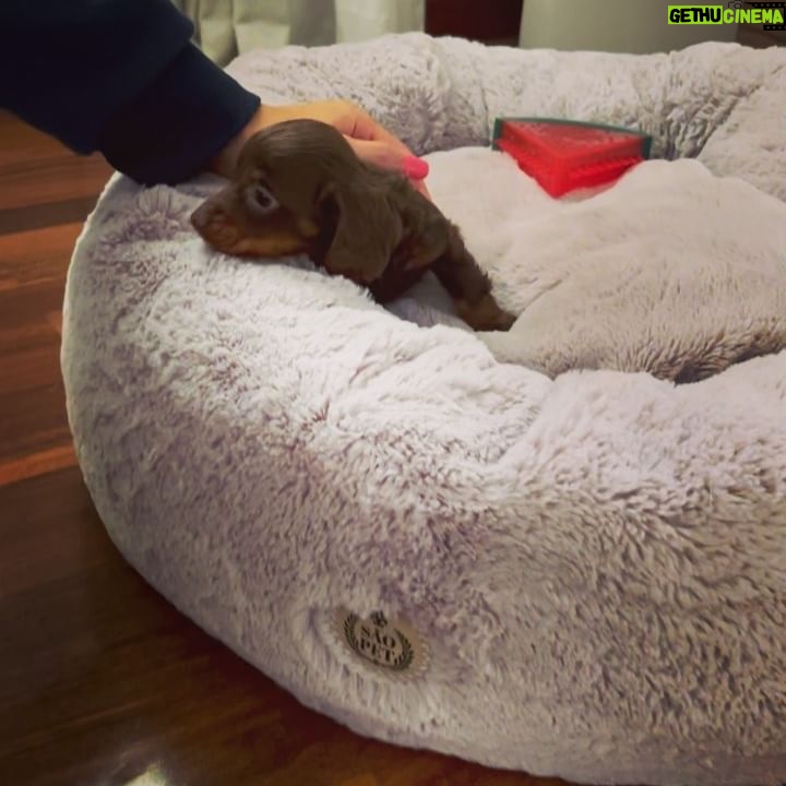 Dalton Rangel - 4.7K Likes - Esse é o Charlie. Novo integrante da família. Ele esta mandando uma lambidinha pra todo mundo e dizendo que vcs poderão acompanhar o crescimento dele nos stories da mamãe @natcasagrandecakes e no meu, claro. ❤️ Agora, quero ver adivinharem a RAÇA DELE…
.
#pet #dog