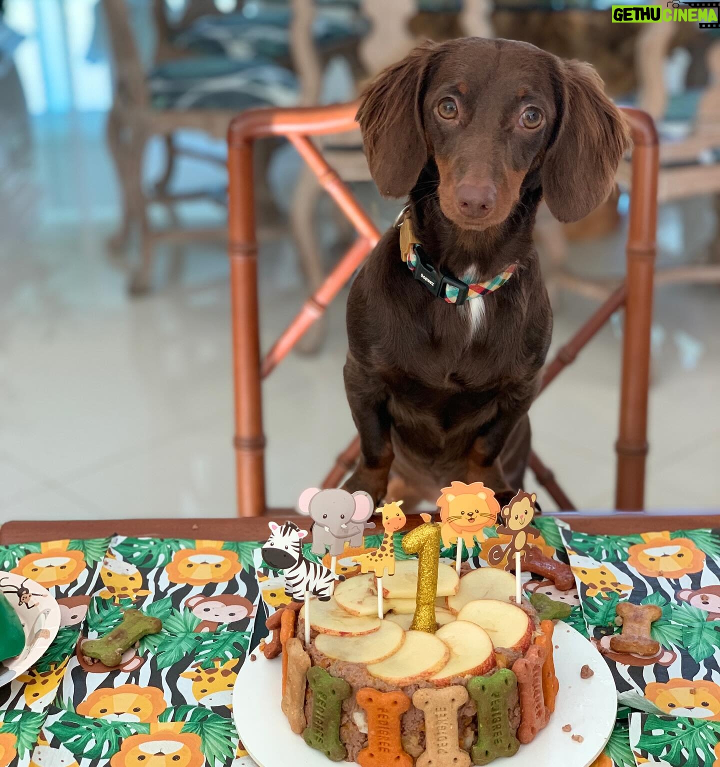 Dalton Rangel - 1K Likes - Claro que o aniversário 🎂 do nosso 😇 de 4 patinhas não ia ficar sem bolinho❤️ comemorando 1 ano de amor incondicional… leveza… alegrias e muito carinho que você trouxe para nossa casa ❤️ te amamos demais Charlinho ❤️ querem a receita do bolinho canino????