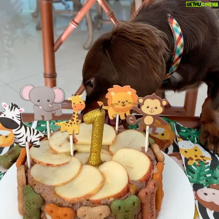 Dalton Rangel - 1K Likes - Claro que o aniversário 🎂 do nosso 😇 de 4 patinhas não ia ficar sem bolinho❤️ comemorando 1 ano de amor incondicional… leveza… alegrias e muito carinho que você trouxe para nossa casa ❤️ te amamos demais Charlinho ❤️ querem a receita do bolinho canino????