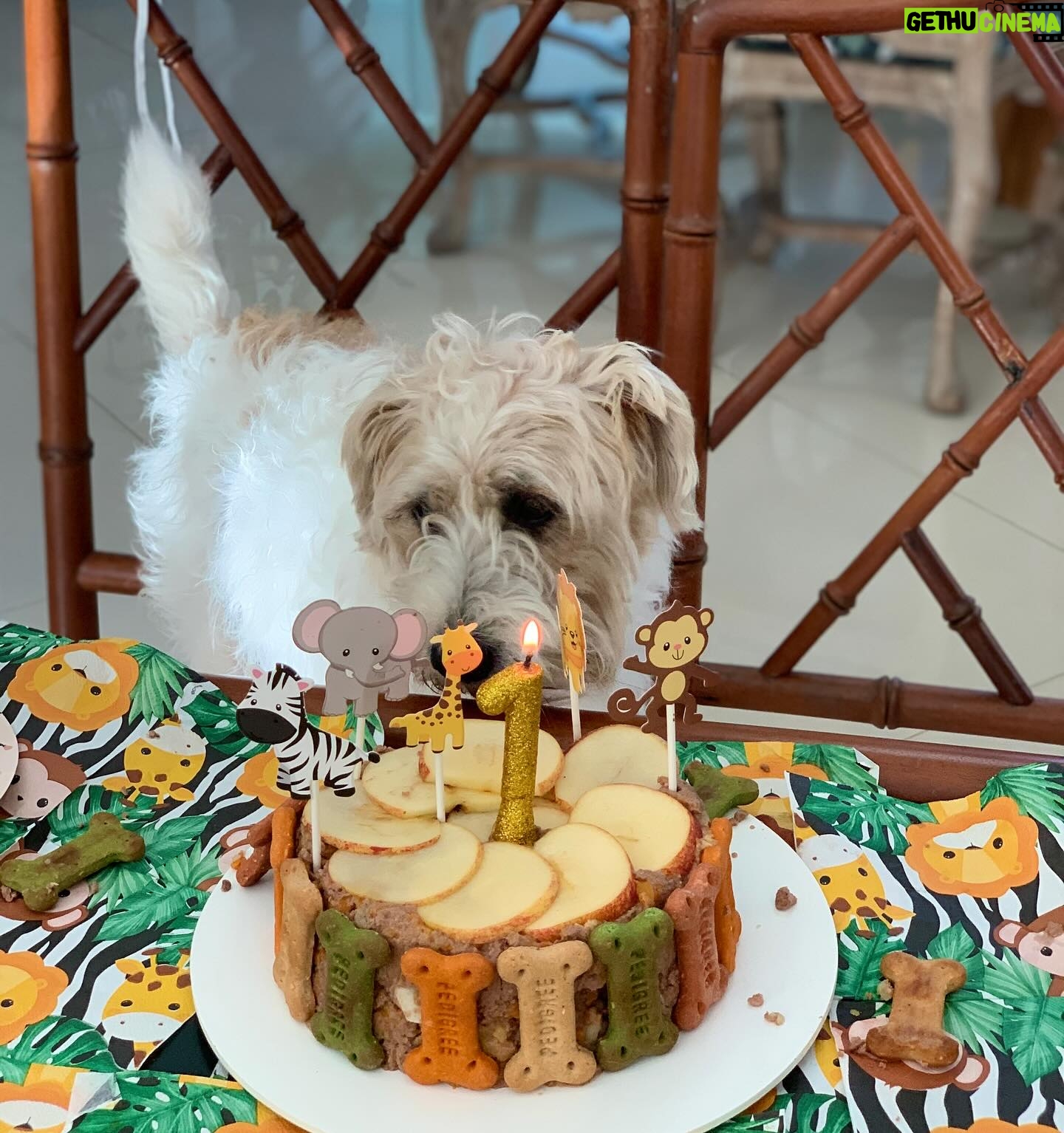 Dalton Rangel - 1K Likes - Claro que o aniversário 🎂 do nosso 😇 de 4 patinhas não ia ficar sem bolinho❤️ comemorando 1 ano de amor incondicional… leveza… alegrias e muito carinho que você trouxe para nossa casa ❤️ te amamos demais Charlinho ❤️ querem a receita do bolinho canino????