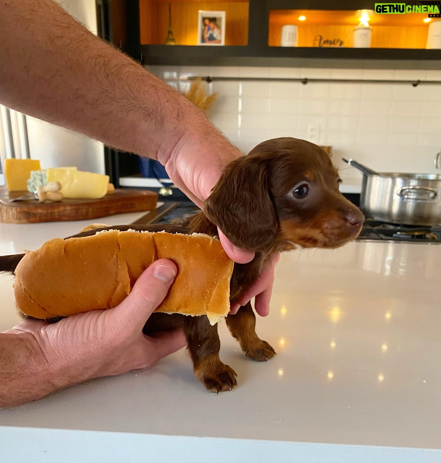 Dalton Rangel - 1.7K Likes - Salsichinha Longuette passando na sua timeline! 😜Foto 1 ou 2??? @charlie_dach 3 meses desse “shalshisha” 🐶❤️ #dachshund #dachshundpuppy #salsichinha #hotdog #dachhotdog
