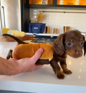 Dalton Rangel Instagram - Salsichinha Longuette passando na sua timeline! 😜Foto 1 ou 2??? @charlie_dach 3 meses desse “shalshisha” 🐶❤️ #dachshund #dachshundpuppy #salsichinha #hotdog #dachhotdog