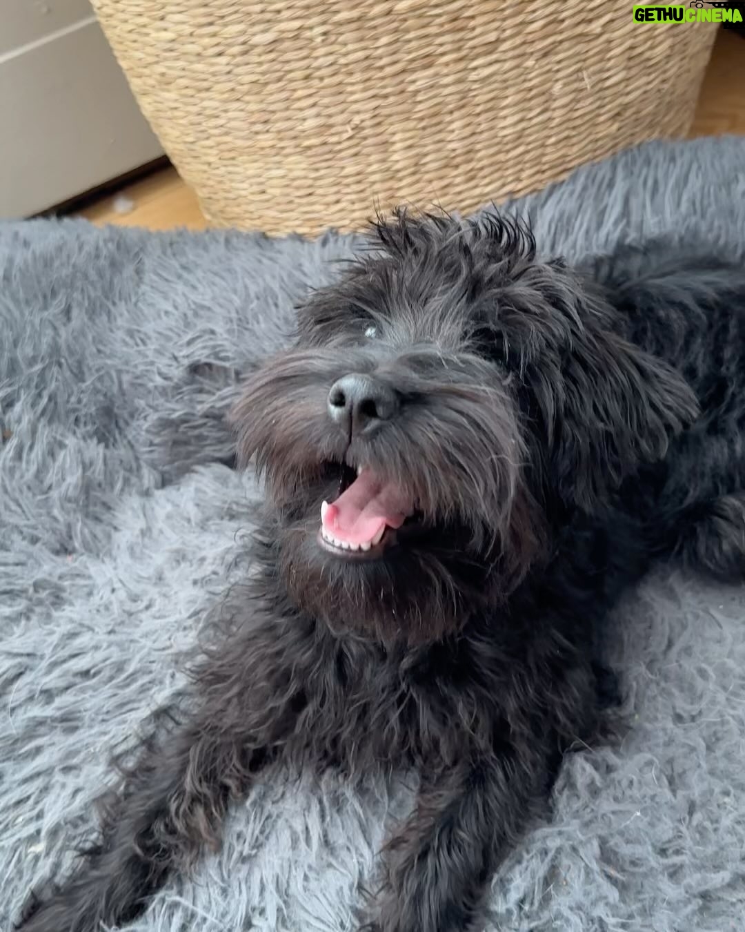 Damien Robitaille - 1.8K Likes - Je vous présente mon nouvel ami Toto !
I present to you Toto, my new best friend (along with Suki)
