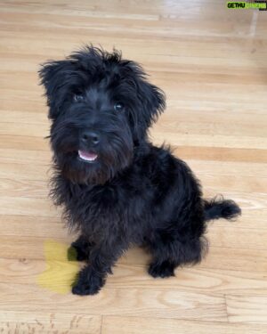 Damien Robitaille Instagram - Je vous présente mon nouvel ami Toto ! 

I present to you Toto, my new best friend (along with Suki)