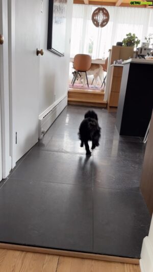 Damien Robitaille Instagram - Suki isn’t in the mood to play with Toto 😝

Suki n’a vraiment pas le gout de jouer avec Toto 😝