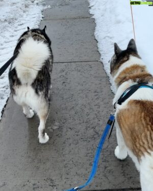 Damien Robitaille Instagram - Deux Sukis pour le prix d’un ! Le husky de ma nouvelle voisine s’appelle Suki aussi😆 !! Ajrd’hui pour la 1ere fois je les ai sortie ensemble pour une marche ! 🥰 Prochaine fois j’accroche le traineau !

2 Sukis are better the 1 ! My new neighbour’s husky is named Suki as well 😝 Today for the first time I took em both for a walk 🥰 Next time I’ll hook up the sled !