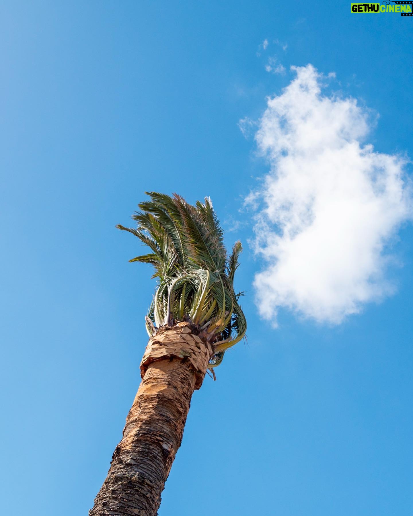 Dan Andrews - 2.5K Likes - Glen Huntly's palm trees are back home after a bit of a holiday.
The palms are 80 to 100 years old, and spent 15 months in Keysborough to protect them during level crossing works.
With the crossings gone, 65 trees are now back in place.
And the locals are making themselves right at home.
Treemendous.