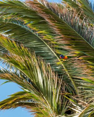 Dan Andrews Instagram - Glen Huntly's palm trees are back home after a bit of a holiday. 

The palms are 80 to 100 years old, and spent 15 months in Keysborough to protect them during level crossing works. 

With the crossings gone, 65 trees are now back in place. 

And the locals are making themselves right at home. 

Treemendous.