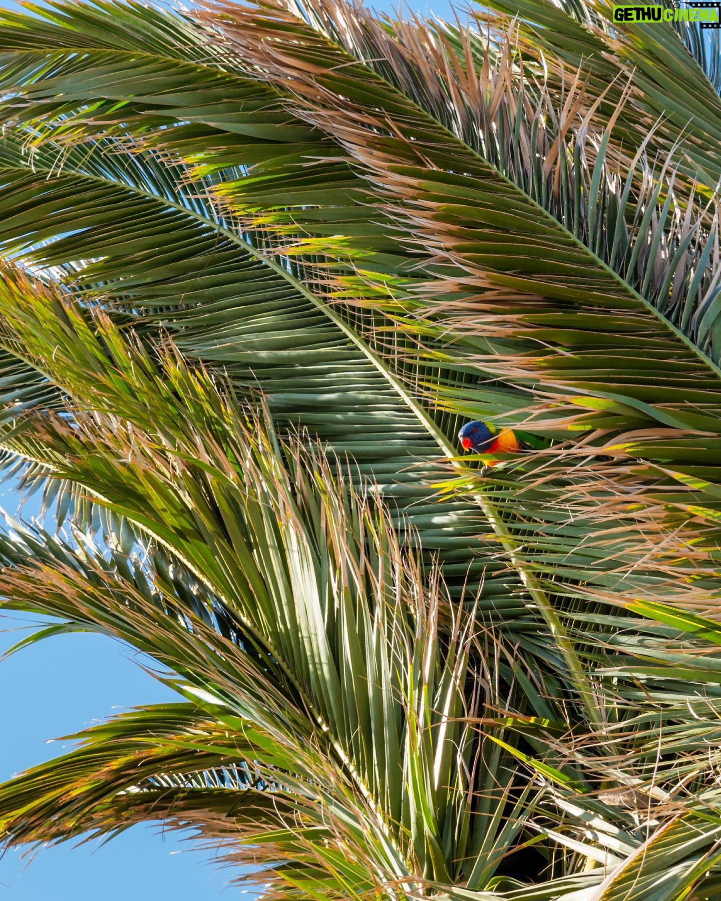 Dan Andrews - 2.5K Likes - Glen Huntly's palm trees are back home after a bit of a holiday.
The palms are 80 to 100 years old, and spent 15 months in Keysborough to protect them during level crossing works.
With the crossings gone, 65 trees are now back in place.
And the locals are making themselves right at home.
Treemendous.