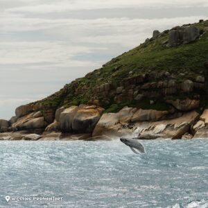 Dan Andrews Instagram - Just passing by.

Whales are on their annual migration past Victoria and down to Antarctica as the weather starts to warm up. 

You can see them from the Great Ocean Road, Phillip Island, Gippsland, Portland and Warrnambool right through until October.