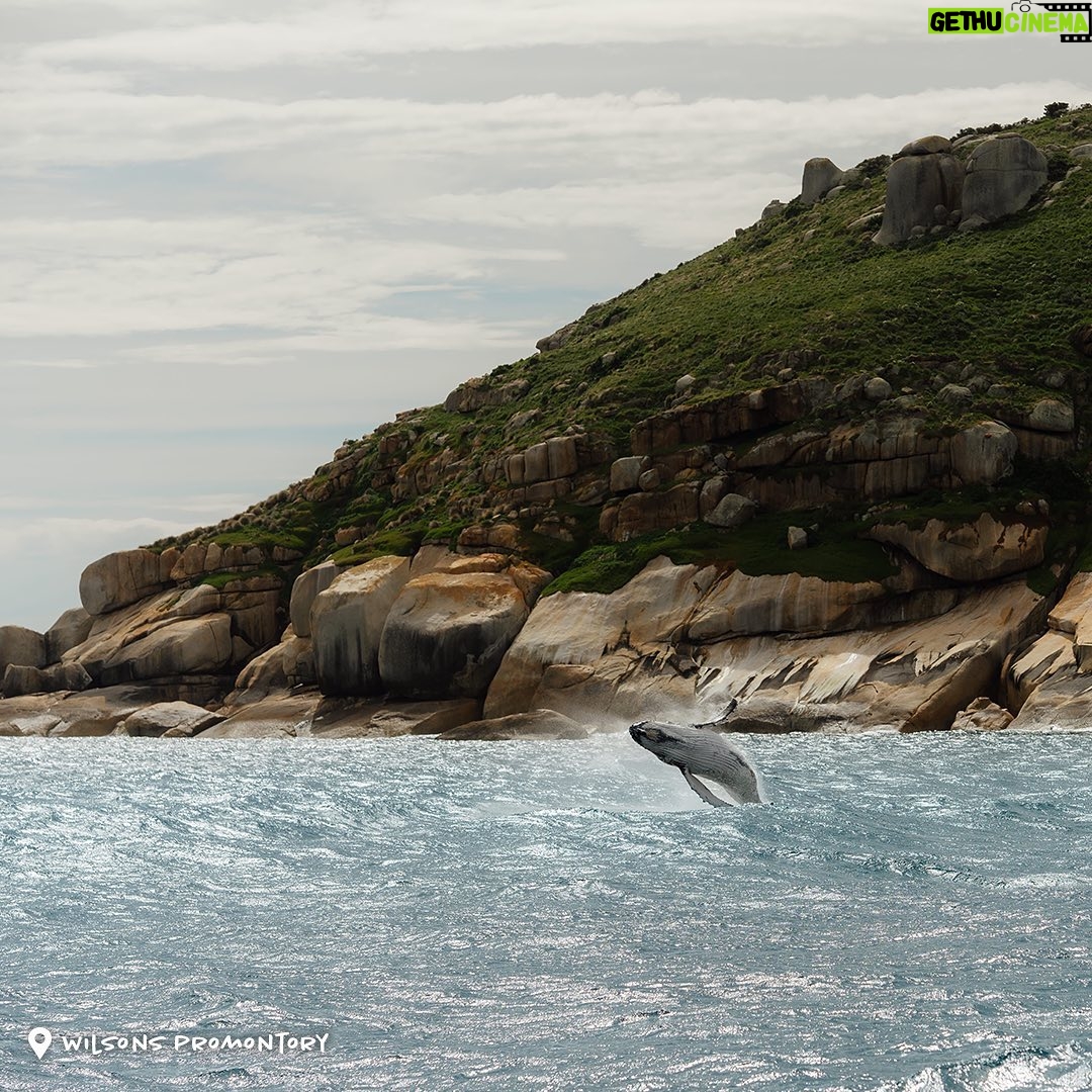 Dan Andrews - 2.2K Likes - Just passing by.
Whales are on their annual migration past Victoria and down to Antarctica as the weather starts to warm up.
You can see them from the Great Ocean Road, Phillip Island, Gippsland, Portland and Warrnambool right through until October.