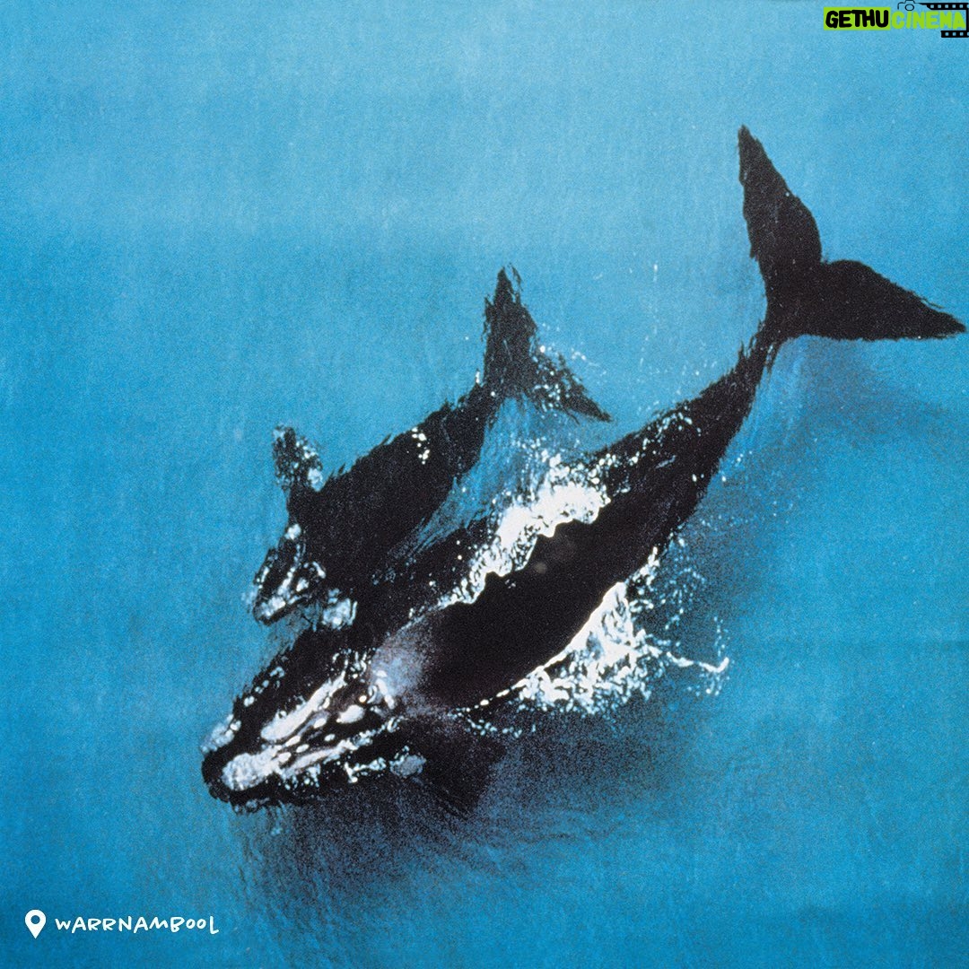 Dan Andrews - 2.2K Likes - Just passing by.
Whales are on their annual migration past Victoria and down to Antarctica as the weather starts to warm up.
You can see them from the Great Ocean Road, Phillip Island, Gippsland, Portland and Warrnambool right through until October.