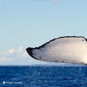 Dan Andrews Instagram - Just passing by.

Whales are on their annual migration past Victoria and down to Antarctica as the weather starts to warm up. 

You can see them from the Great Ocean Road, Phillip Island, Gippsland, Portland and Warrnambool right through until October.